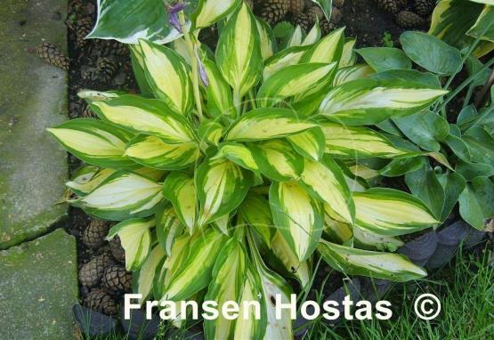 Hosta Sitting Pretty